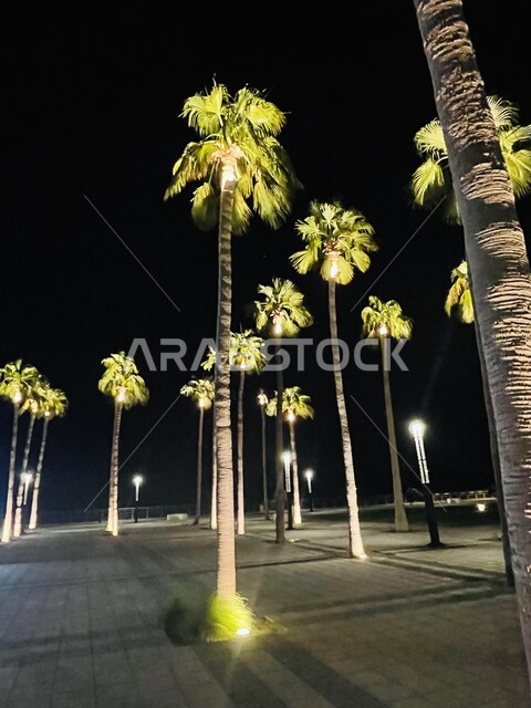 منظر ليلي لأشجار النخيل على كورنيش الخبر في مدينة جدة، الاهتمام بزراعة النباتات الخضراء والتشجير في المملكة العربية السعودية، اماكن ومعالم سياحية مشهورة، اعمدة الانارة المضيئة ليلا