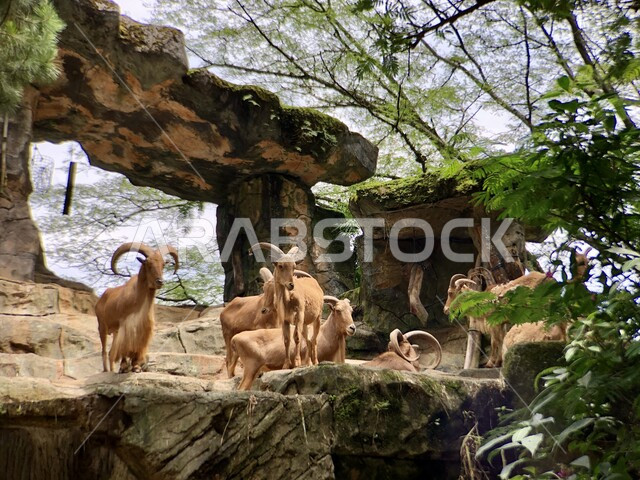 الاستمتاع بزيارة الحدائق والمتنزهات، مجموعة من الماعز الجبلي تقف على جبل في حديقة الحيوان، محميات طبيعية لتربية الحيوانات البرية في المملكة العربية السعودية، الاهتمام برعاية الثدييات