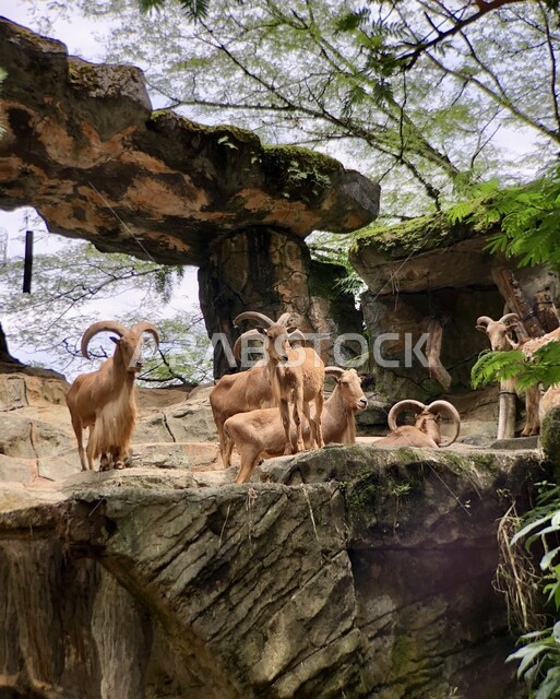 A group of mountain goats standing on a mountain in the zoo, enjoying visiting parks and gardens, nature reserves for raising animals in the Kingdom of Saudi Arabia, caring for mammals