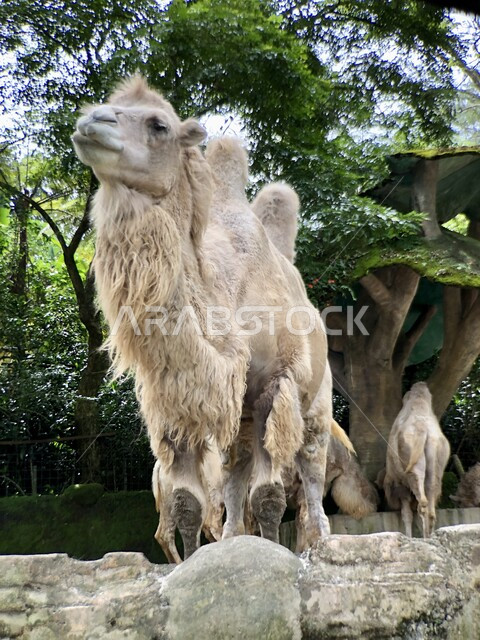 المحميات الطبيعية لتربية الحيوانات في المملكة العربية السعودية، جمل ذو السنامين في حديقة الحيوان، الحياة البرية في الحدائق والمتنزهات، الاهتمام برعاية الابل، الاهتمام بزراعة الاشجار والنباتات الخضراء