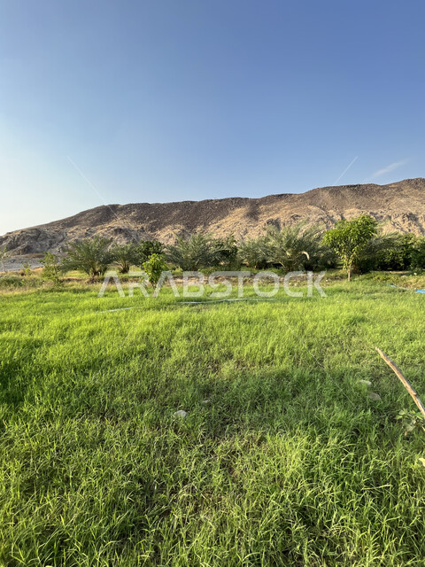 التضاريس والمرتفعات الجبلية في جدة، منظر السماء الزرقاء في وقت النهار، منتجات محاصيل زراعية في مزارع المملكة العربية السعودية، الحقول الخصبة في منطقة عسفان