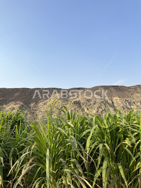 Blue sky view during daytime, agricultural crops products in Saudi Arabia farms, fertile fields in Asfan area, terrain and mountain heights in Jeddah