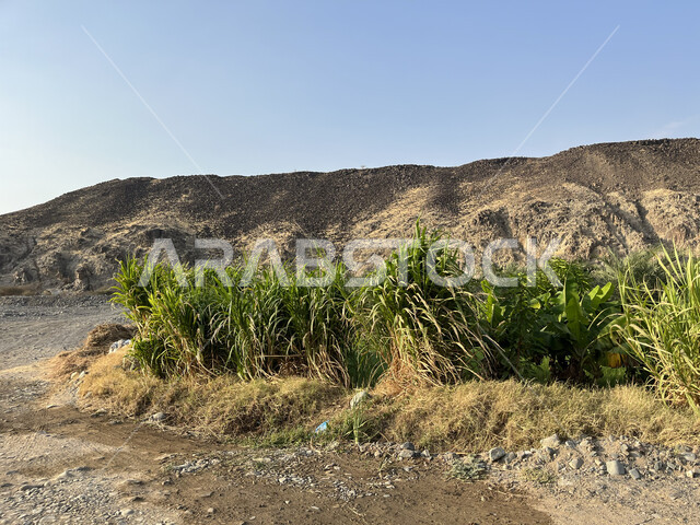 الحقول الخصبة في منطقة عسفان، التضاريس والمرتفعات الجبلية في جدة، منظر السماء الزرقاء في وقت النهار، منتجات محاصيل زراعية في مزارع المملكة العربية السعودية