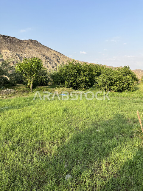 Topography and mountain heights in Jeddah, blue sky view during daytime, agricultural crops products in Saudi Arabia farms, fertile fields in Asfan area