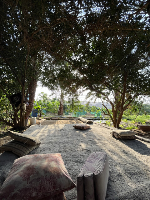 الحقول الخصبة في منطقة عسفان، الرحلات الترفيهية إلى الطبيعة، مجلس شعبي على الأرض في إحدى المزارع، الاهتمام بزراعة الأشجار المثمرة، منتجات محاصيل زراعية في المملكة العربية السعودية، التضاريس والمرتفعات الجبلية في جدة