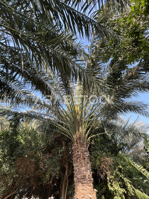 منتجات محاصيل زراعية في المملكة العربية السعودية، الاهتمام بزراعة أشجار النخيل، صورة مقربة لسعف النخل في إحدى مزارع جدة، الحقول الخصبة في منطقة عسفان