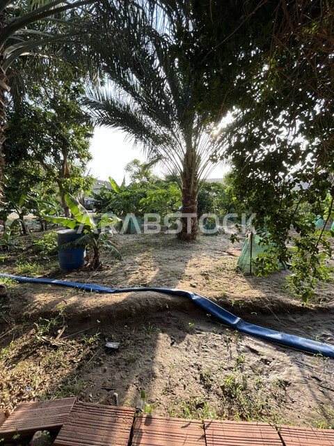 بناء طريق من الحجارة داخل مزرعة في جدة، الاهتمام بزراعة أشجار النخيل، منتجات ومحاصيل زراعية في المملكة العربية السعودية، الحقول الخصبة في منطقة عسفان