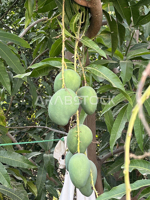 منتجات ومحاصيل محلية وطنية، الاهتمام بزراعة الأشجار المثمرة في حقول مزارع المملكة العربية السعودية، صورة مقربة لغصن شجرة مليء بثمار المانجو الخضراء، أراضي زراعية خصبة بالقرب من عسفان في مدينة جدة