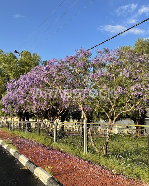 Asphalt road surrounded by flowering trees in Asir region, southwest of ...