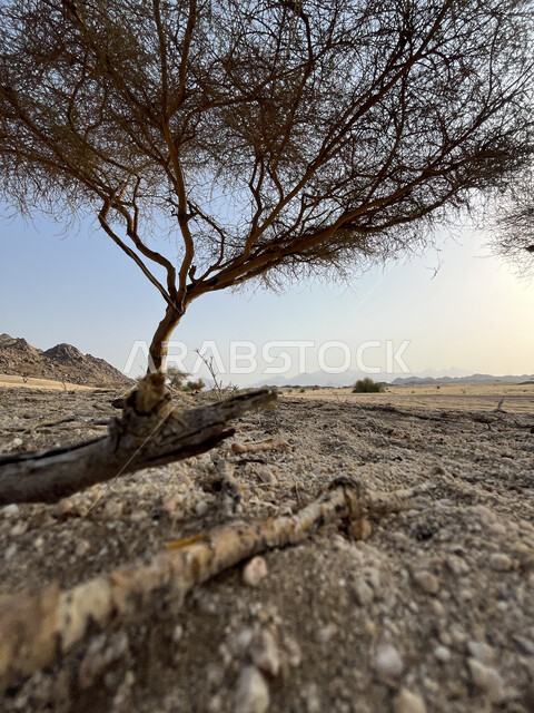 شجرة جافة وسط الكثبان الرملية في الصحاري العربية في النهار، البيئة الصحراوية والأراضي الجرداء في المملكة العربية السعودية، نمو النباتات البرية والأعشاب، خلفية الطبيعة