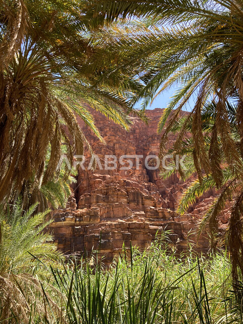 أرض النخيل والعيون الساحرة، التكوينات والتشكيلات الصخرية على الوديان الجبلية في الأماكن الأثرية التاريخية المشهورة، صورة مقربة للنباتات الخضراء والاشجار في وادي الديسة في منطقة تبوك، سلاسل جبلية ومعالم طبيعية في السعودية، المناطق السياحية في المملكة