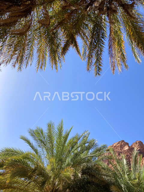 أرض النخيل والعيون الساحرة، التكوينات والتشكيلات الصخرية على الوديان الجبلية في الأماكن الأثرية التاريخية المشهورة، صورة مقربة للنباتات الخضراء والاشجار في وادي الديسة في منطقة تبوك، سلاسل جبلية ومعالم طبيعية في السعودية، المناطق السياحية في المملكة