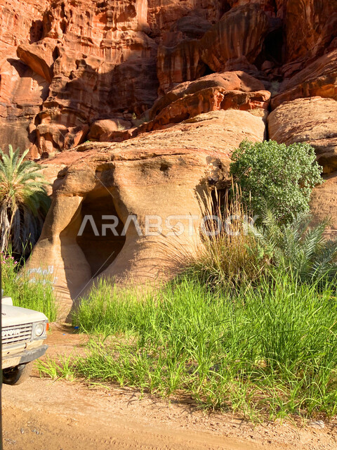 أرض النخيل والعيون الساحرة، التكوينات والتشكيلات الصخرية على الوديان الجبلية في الأماكن الأثرية التاريخية المشهورة، صورة مقربة للنباتات الخضراء والاشجار في وادي الديسة في منطقة تبوك، سلاسل جبلية ومعالم طبيعية في السعودية، المناطق السياحية في المملكة