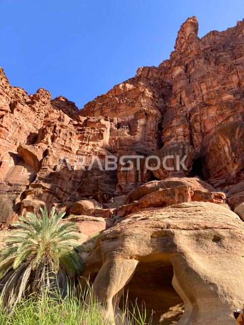 أرض النخيل والعيون الساحرة، التكوينات والتشكيلات الصخرية على الوديان الجبلية في الأماكن الأثرية التاريخية المشهورة، صورة مقربة للنباتات الخضراء والاشجار في وادي الديسة في منطقة تبوك، سلاسل جبلية ومعالم طبيعية في السعودية، المناطق السياحية في المملكة