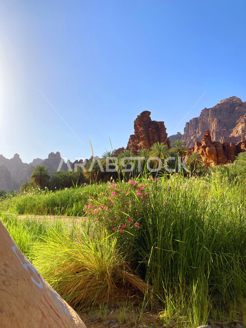 The land of palm trees and charming eyes, rock formations and formations on mountain valleys in famous historical archaeological sites, a close-up of green plants and trees in Wadi Al-Disa in the Tabuk region, mountain ranges and natural landmarks in Saudi Arabia, tourist areas in the Kingdom