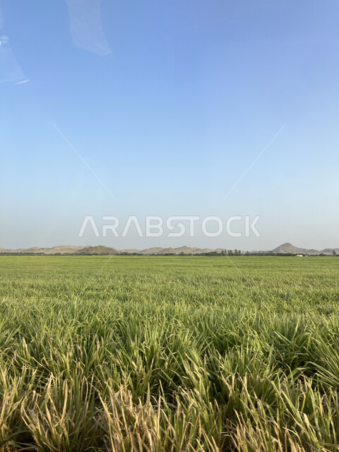 التضاريس والمرتفعات الجبلية في المملكة العربية السعودية، الحقول والأراضي الزراعية الخصبة، أماكن طبيعية للاسترخاء والـتأمل، المزارع الخضراء في جدة، منظر السماء في وقت الغروب