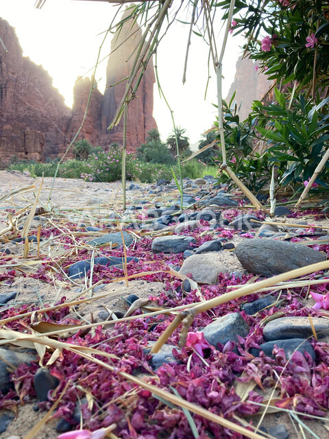 التشكيلات والتكوينات الصخرية على الوديان الجبلية في الأماكن الأثرية التاريخية المشهورة، أرض النخيل والعيون الساحرة، صورة مقربة للحجارة والفروع المنكسرة في وادي الديسة في منطقة تبوك، سلاسل جبلية ومعالم طبيعية في السعودية، المناطق السياحية في المملكة