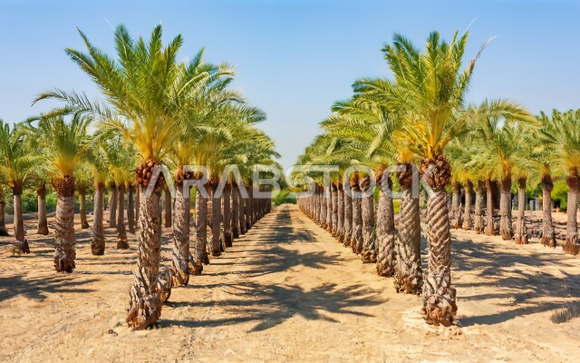 Nature reserve for growing palm trees during the day, agricultural fields and lands, local Arab national product, Saudi dates and fresh dates crop, green palm farms and oases in the Kingdom of Saudi Arabia