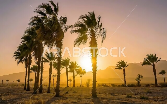 المناطق البرية والبيئة الصحراوية في المملكة العربية السعودية، زراعة اشجار النخل والنباتات الخضراء في البادية، منظر السماء في وقت غروب الشمس، شجر نخيل التمر والرطب وسط الرمال الذهبية الناعمة، خلفية الطبيعة