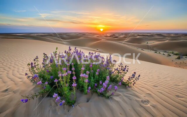 Sky view at sunset, soft golden sand and dunes in the desert, plants growing in the prairie in the desert of Saudi Arabia, close-up of small purple flowers in the middle of the desert environment, natural background