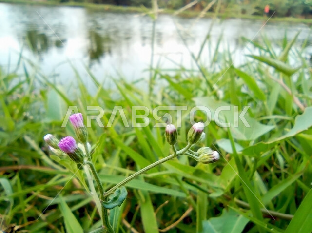 الاستمتاع بالمناظر الطبيعية الهادئة، بحيرة ماء صغيرة وسط الحقول والمزارع، صورة مقربة لمجموعة من الأعشاب البرية الخضراء في إحدى حدائق المملكة العربية السعودية