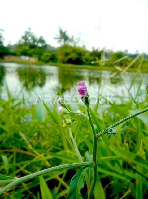 A small lake in the middle of fields and farms, a close-up of a group of green wild herbs in one of the gardens of the Kingdom of Saudi Arabia, enjoying the calm natural scenery