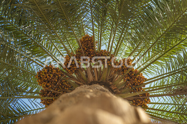 حقول واراضي زراعيه، صورة مقربة لجذع شجرة النخل في النهار، منتج عربي محلي وطني، محميه طبيعيه لزراعة محصول التمر والرطب السعودي، مزارع وواحات النخيل الخضراء في المملكة العربية السعودية