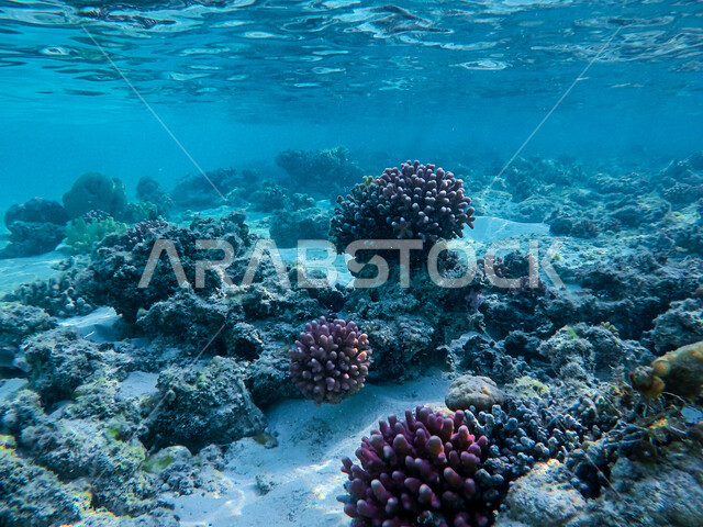 مجموعة من الأسماك الصغيرة تسبح في المياه، عرض عجائب البيئة المائية في البحر، الثروة السمكية والنباتات المائية في المملكة العربية السعودية، محمية طبيعية بحرية، الشعب المرجانية الملونة في اعماق البحار والمحيطات