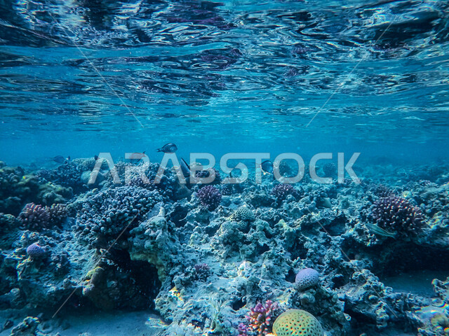 عرض عجائب البيئة المائية في البحر، الثروة السمكية والنباتات المائية في المملكة العربية السعودية، محمية طبيعية بحرية، الشعب المرجانية الملونة في اعماق البحار والمحيطات، مجموعة من الأسماك الصغيرة تسبح في المياه