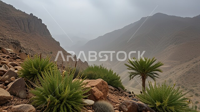 الطبيعة الجبلية وقمم الجبال والمرتفعات, البيئة الصخرية في المملكة العربية السعودية, الأعشاب والأشجار والنباتات الخضراء, مناطق تشكل الصخور والترسبات, أماكن طبيعية هادئة وجميلة