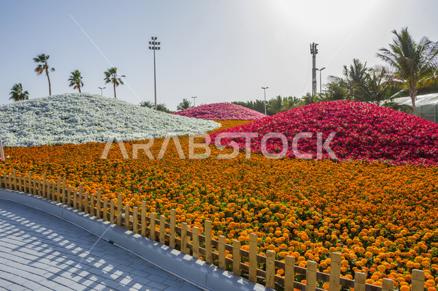 Destinations for visitors and tourists to enjoy the events, flowers of different colors and blooming shapes, the launch of the flower festival and exhibition in the city of Yanbu, interest in parks and gardens, landmarks and places for recreational family tourism, nature in the Kingdom of Saudi Arabia.