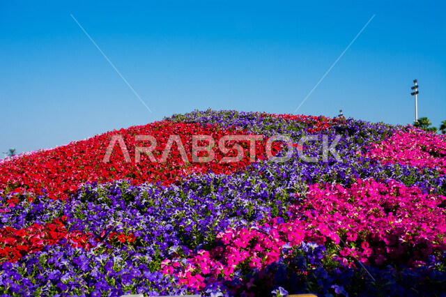 الاهتمام بالمنتزهات والحدائق، الأزهار المختلفة الألوان والأشكال المتفتحة، انطلاق مهرجان ومعرض الزهور في مدينة ينبع،وجهات الزوار والسائحين للاستمتاع بالفعاليات، معالم وأماكن سياحة عائلية ترفيهية، الطبيعة في المملكة العربية السعودية