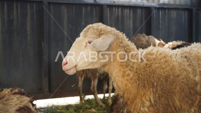 رعي الأغنام والخراف، الأعياد والمناسبات الاسلامية، محميات طبيعية لتربية المواشي والثديات في المملكة العربية السعوية، قطيع من الخرفان في مزرعة الحيوان، أضحية وقربان عيد الأضحى المبارك