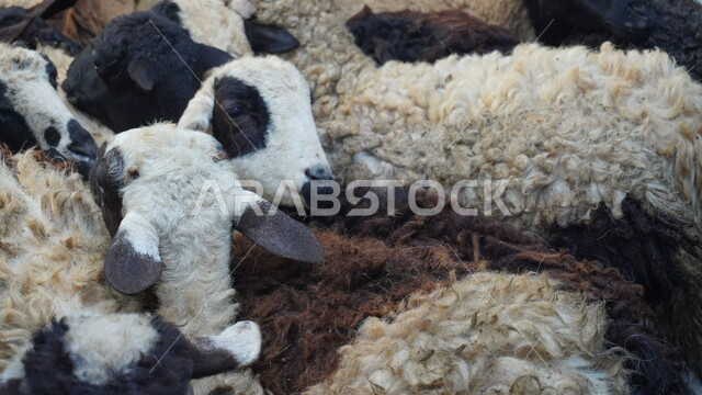 رعي الأغنام والخراف، أضحية وقربان عيد الأضحى المبارك، المناسبات والأعياد الاسلامية، محميات طبيعية لتربية المواشي والثديات في المملكة العربية السعوية، قطيع من الخرفان في مزرعة الحيوان