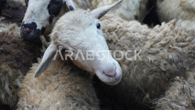 أضحية وقربان عيد الأضحى المبارك، المناسبات والأعياد الاسلامية، محميات طبيعية لتربية المواشي والثديات في المملكة العربية السعوية، رعي الأغنام والخراف، قطيع من الخرفان في مزرعة الحيوان