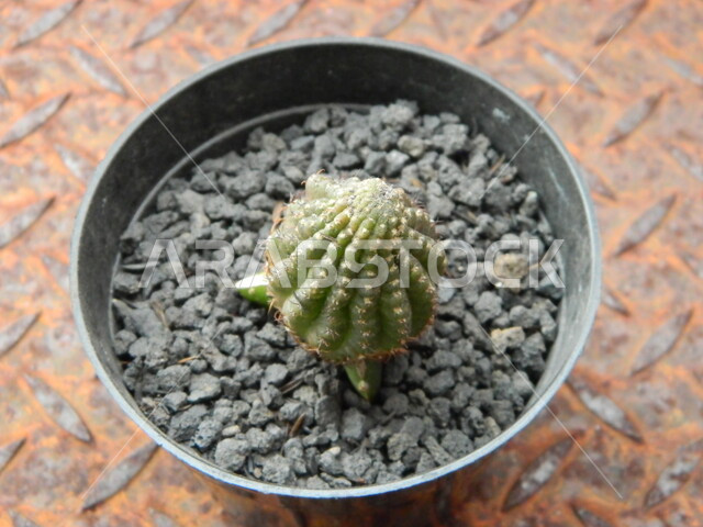 Natural reserves for growing herbs and green plants, interest in growing cacti and thorny plants in the Kingdom of Saudi Arabia, close-up photo of cactus in a pot