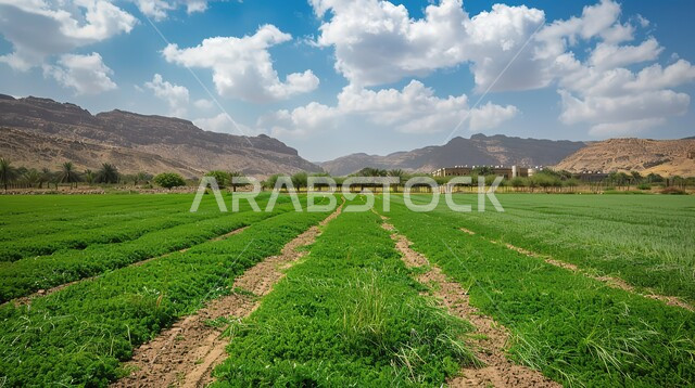 الحقول الزراعية في المملكة العربية السعودية في جدة، السماء الملبدة بالغيوم، الاشجار والنباتات الخضراء، المنتجات والمحاصيل الزراعية الوطنية المحلية, الاستمتاع بالمناظر الطبيعية نهاراً، قضاء وقت ممتع في الهواء الطلق،