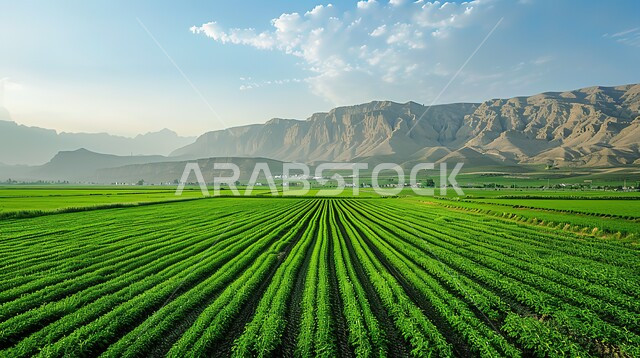 الحقول الزراعية في المملكة العربية السعودية في جدة، السماء الملبدة بالغيوم، الاشجار والنباتات الخضراء، المنتجات والمحاصيل الزراعية الوطنية المحلية, الاستمتاع بالمناظر الطبيعية نهاراً، قضاء وقت ممتع في الهواء الطلق،