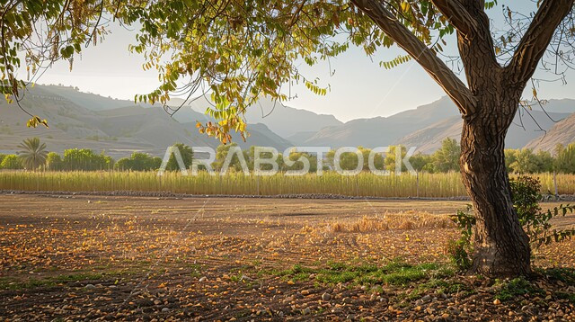 أراضي وحقول زراعية ، الاستمتاع بالمناظر الطبيعية في فصل الخريف، قضاء وقت ممتع في الهواء الطلق، معالم وأماكن سياحية في المملكة العربية السعودية، أغصان الشجرة في وضح النهار ، تساقط اوراق الشجر