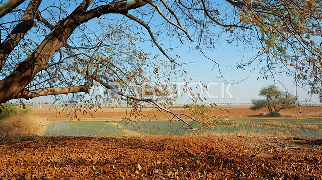 أراضي وحقول زراعية ، الاستمتاع بالمناظر الطبيعية في فصل الخريف، قضاء وقت ممتع في الهواء الطلق، معالم وأماكن سياحية في المملكة العربية السعودية، أغصان الشجرة في وضح النهار ، تساقط اوراق الشجر