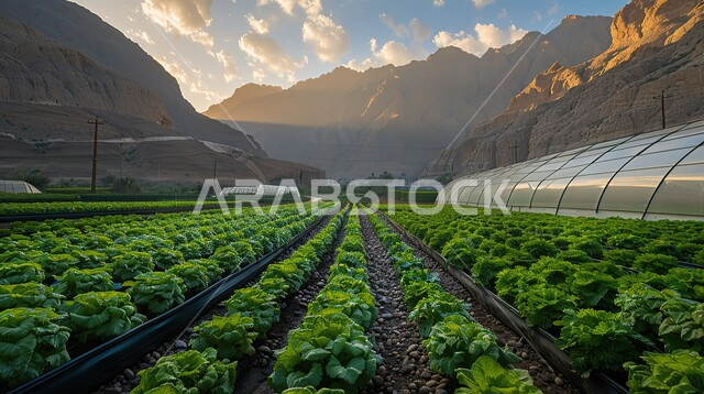 العمل على زيادة الإنتاج النباتي، نظام الري الحديث، القمم والمرتفعات الجبلية، تعزيز وتطوير الأمن الغذائي في مدينة الرياض في المملكة العربية السعودية، بيت زجاجي في المزرعة العضوية بالقرب من الدرعية التاريخية، خلفية طبيعية