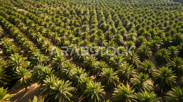 الحقول والأراضي الخضراء في وقت النهار، مزارع وأراضي انتاج التمور في المملكة العربية السعودية، التربة السعودية الخصبة، موسم حصاد النخيل داخل المحميات الطبيعية الزراعية