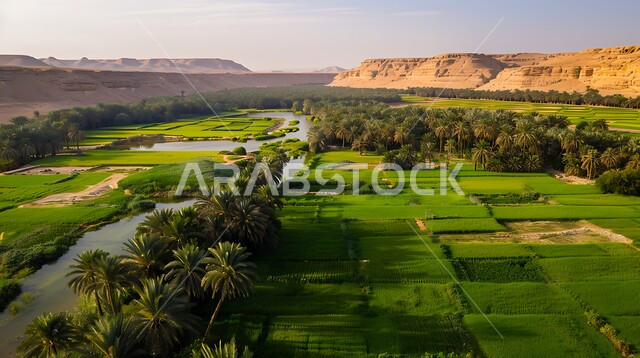 Al-Ahsa Oasis, full of fruitful palm trees in broad daylight, lush green spaces and sandy terrain surrounding the oases, local national crops in the Kingdom of Saudi Arabia, interest in growing all kinds of dates