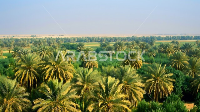 المساحات الخضراء المورقة والتضاريس الرملية المحيطة بالواحات الكبيرة، المزروعات الوطنية المحلية في المملكة العربية السعودية، الاهتمام بزراعة التمور بأنواعه المختلفة، واحة الاحساء المليئة بأشجار النخيل المثمرة في وضح لنهار