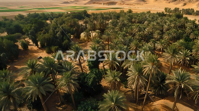 Al-Ahsa Oasis, full of fruitful palm trees in broad daylight, lush green spaces and sandy terrain surrounding the oases, local national crops in the Kingdom of Saudi Arabia, interest in growing all kinds of dates