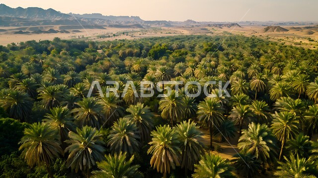 الاهتمام بزراعة التمور بأنواعه المختلفة، واحة الاحساء المليئة بأشجار النخيل المثمرة في وضح لنهار، المساحات الخضراء المورقة والتضاريس الرملية المحيطة بالواحات الكبيرة، المزروعات الوطنية المحلية في المملكة العربية السعودية