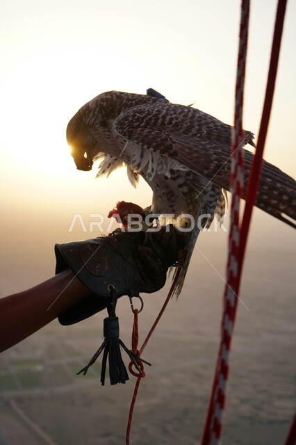 الفخر والاعتزاز بالتراث السعودي العريق في تربية الطيور الجارحة والمفترسة في المملكة العربية السعودية، مفهوم ترويض الصقور البرية حادة البصر وأهميتها في التاريخ السعودي، تصوير مقرب لطائر الصقر في إحدى المحميات الطبيعية