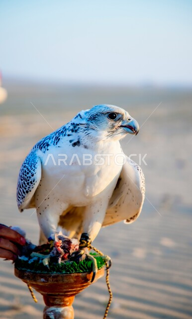 الفخر والاعتزاز بالتراث السعودي العريق في تربية الطيور الجارحة والمفترسة في المملكة العربية السعودية، مفهوم ترويض الصقور البرية حادة البصر وأهميتها في التاريخ السعودي، تصوير مقرب لطائر الصقر في إحدى المحميات الطبيعية