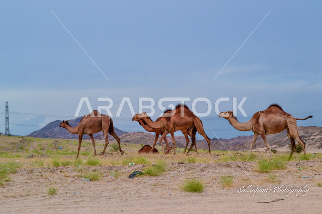 A group of camels walking in the arid desert, desert natural areas, breeding camels and camels within natural reserves in the Kingdom of Saudi Arabia