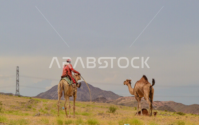 A group of camels walking in the arid desert, desert natural areas, breeding camels and camels within natural reserves in the Kingdom of Saudi Arabia